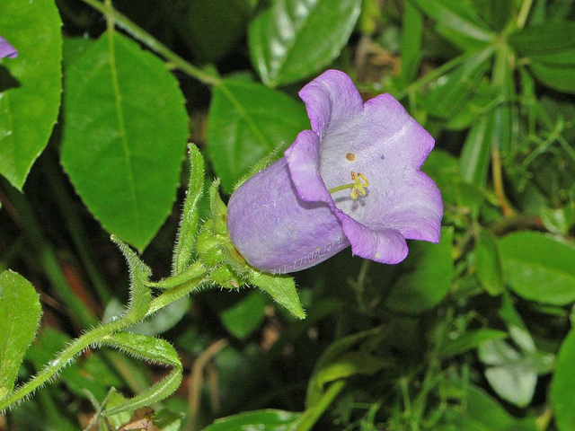 Campanule carillon