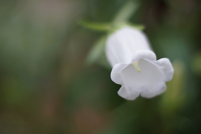 Campanule carillon (Campanula medium)