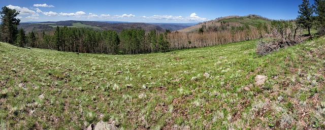 Campanula mirabilis