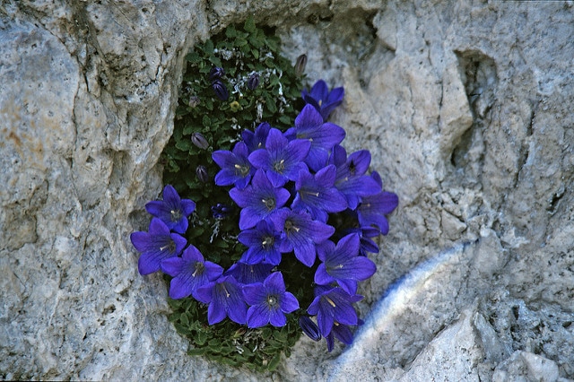 Campanule des dolomites