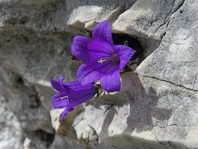 Campanule des dolomites