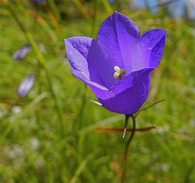 Campanule des dolomites