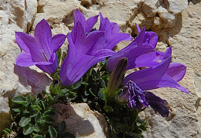 Campanule des dolomites