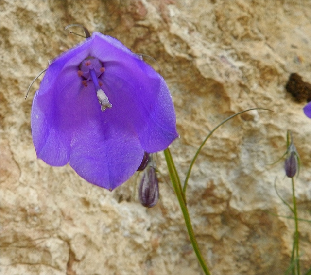 Campanule des dolomites