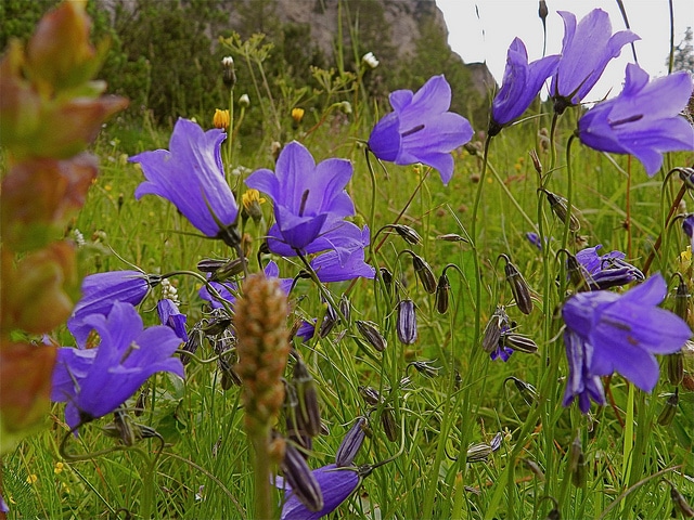 Campanule des dolomites (Campanula morettiana)