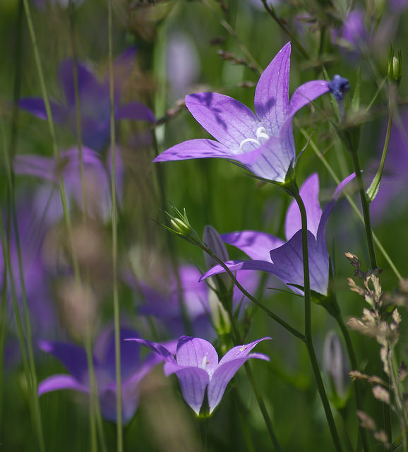 Campanule étalée