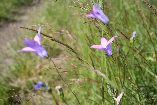 Campanule étalée