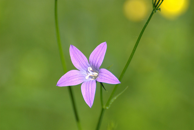 Campanule étalée