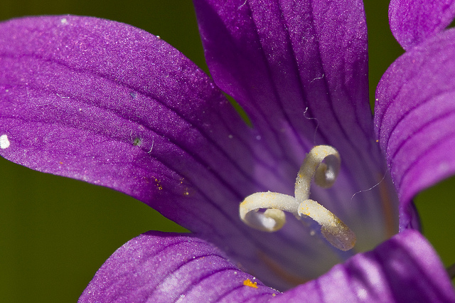 Campanule étalée