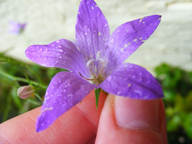 Campanule étalée