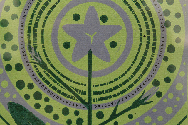 Campanule étalée (Campanula patula)