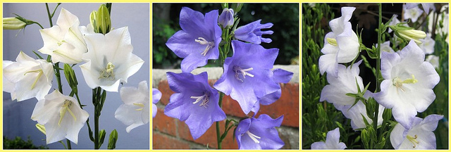 Campanule à feuilles de pêcher (Campanula persicifolia)