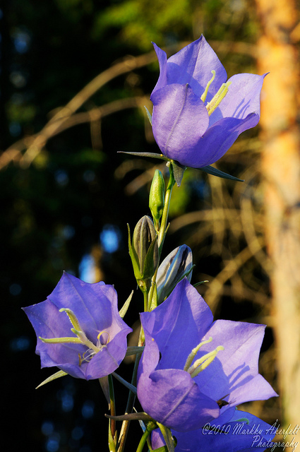 Campanule à feuilles de pêcher