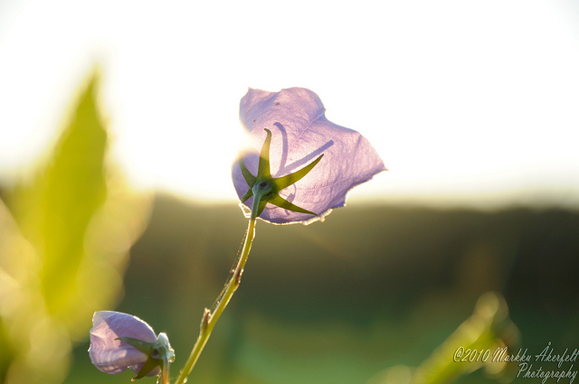 Campanule à feuilles de pêcher