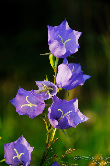 Campanule à feuilles de pêcher