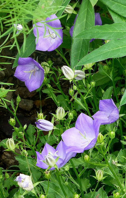 Campanule à feuilles de pêcher