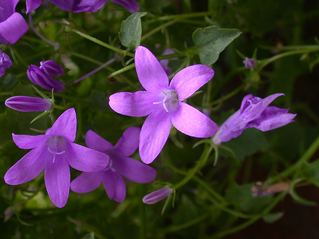 Campanule des murailles