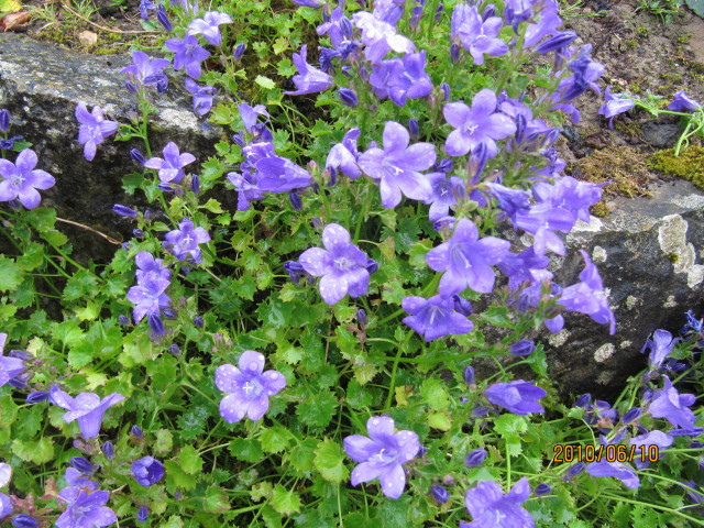 Campanule des murailles