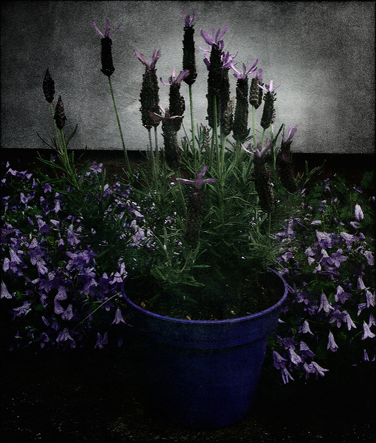 Campanule des murailles