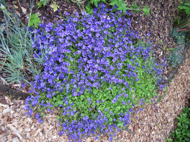 Campanule des murailles