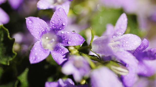 Campanule des murailles