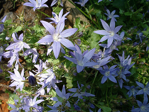 Campanule poscharskyana