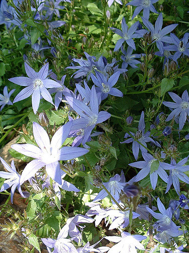 Campanule poscharskyana