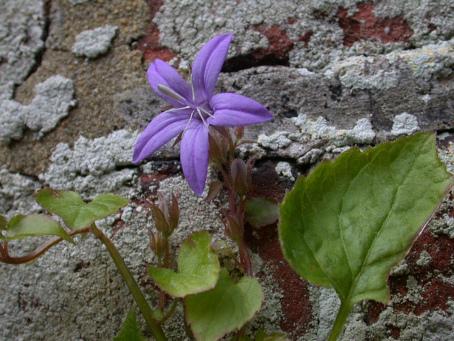 Campanule poscharskyana