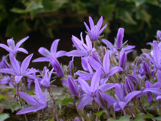 Campanule poscharskyana