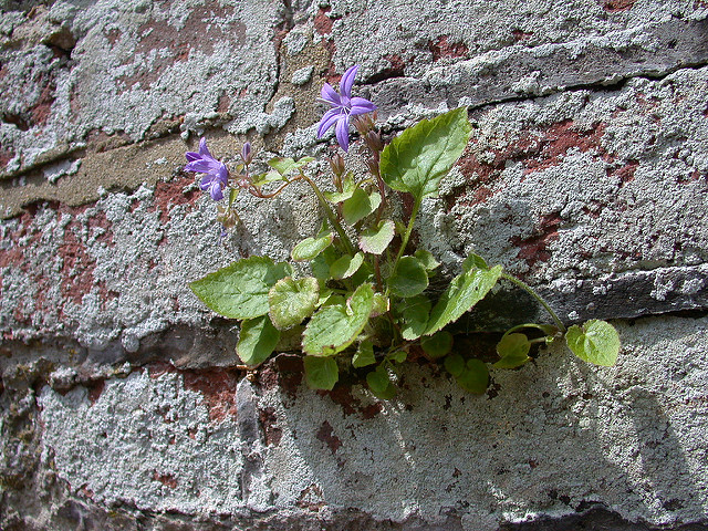 Campanule poscharskyana (Campanula poscharskyana)