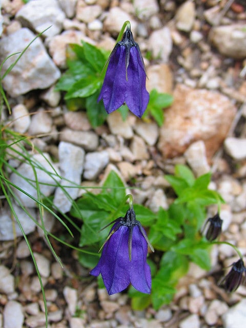 Campanula pulla (Campanula pulla)