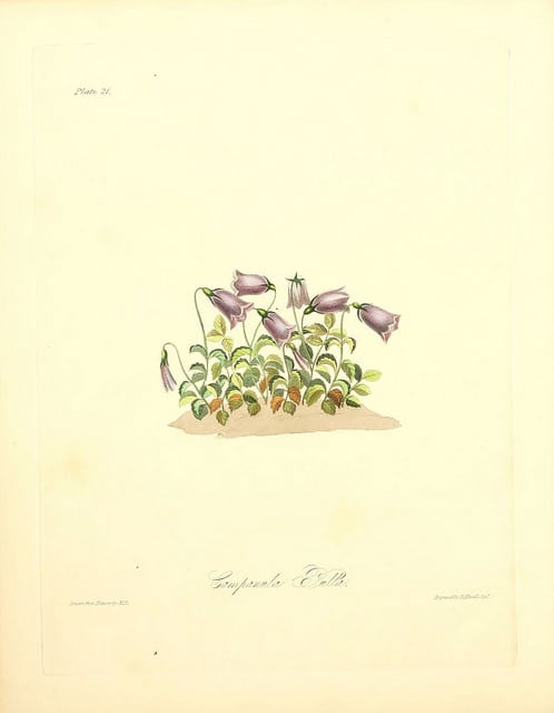 Campanula pulla