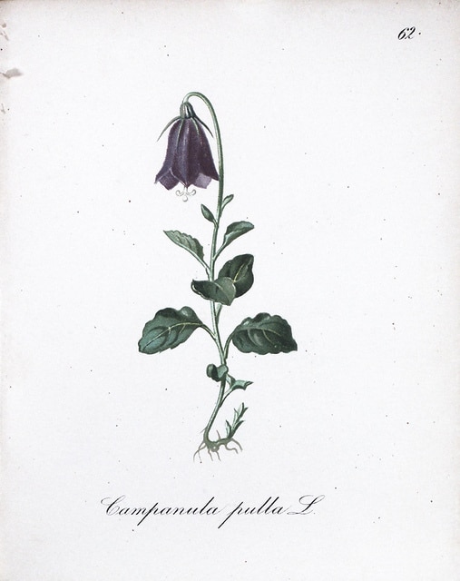 Campanula pulla