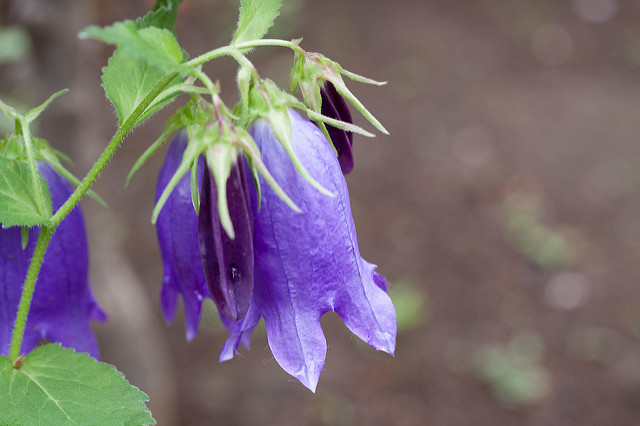 Campanule ponctuée