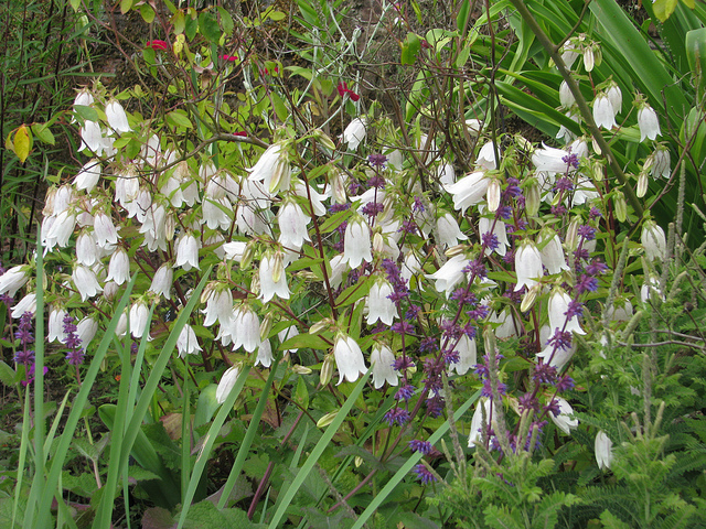 Campanule ponctuée