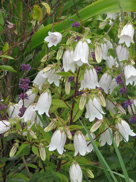 Campanule ponctuée