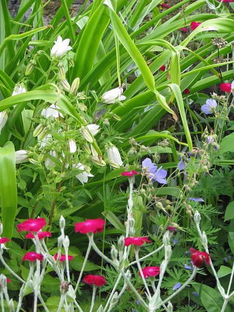 Campanule ponctuée