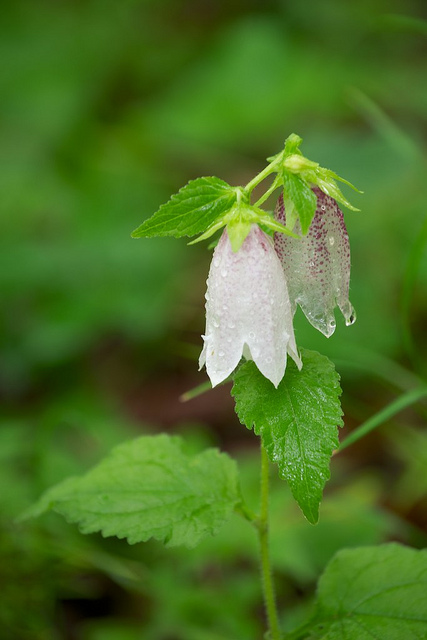 Campanule ponctuée