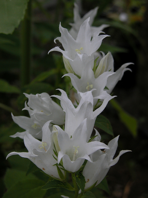 Campanule pyramidale