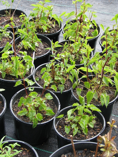 Campanula raddeana