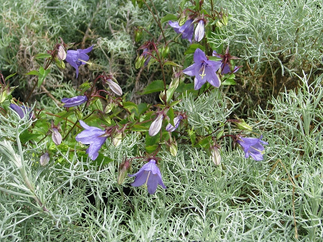 Campanula raddeana