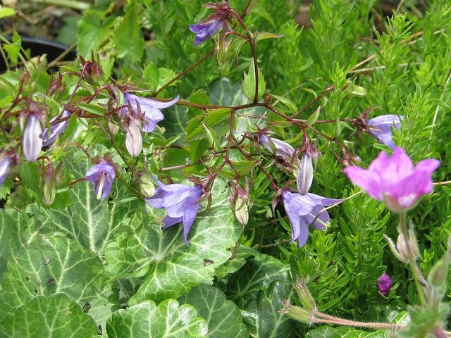 Campanula raddeana