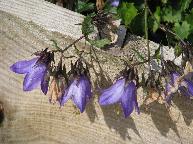 Campanula raddeana (Campanula raddeana)