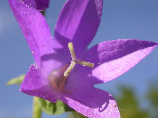 Campanule fausse raiponce