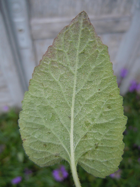 Campanule fausse raiponce