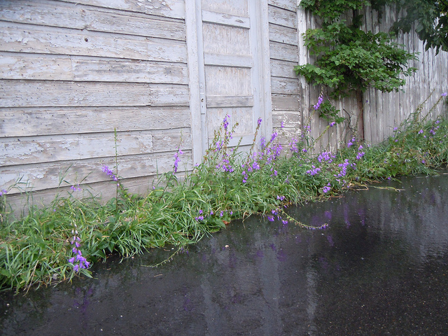 Campanule fausse raiponce