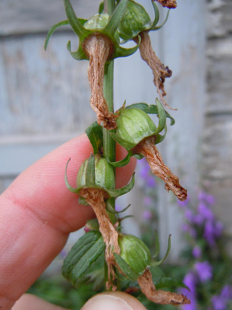 Campanule fausse raiponce