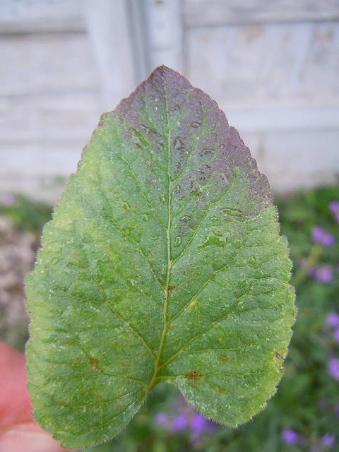 Campanule fausse raiponce