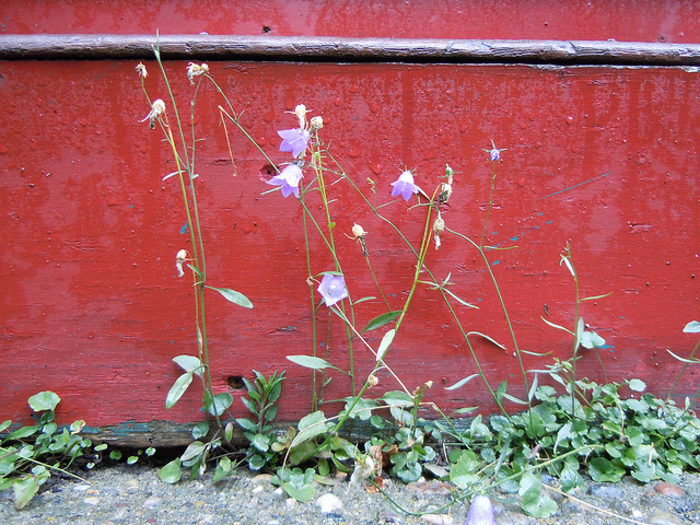 Campanule fausse raiponce (Campanula rapunculoides)