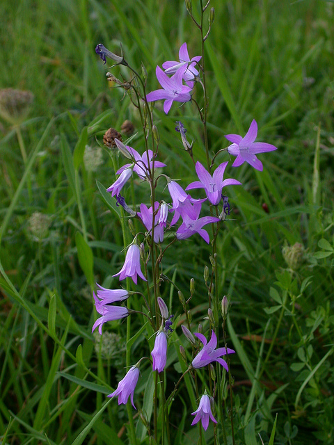 Bâton de saint jacques (Campanula rapunculus)